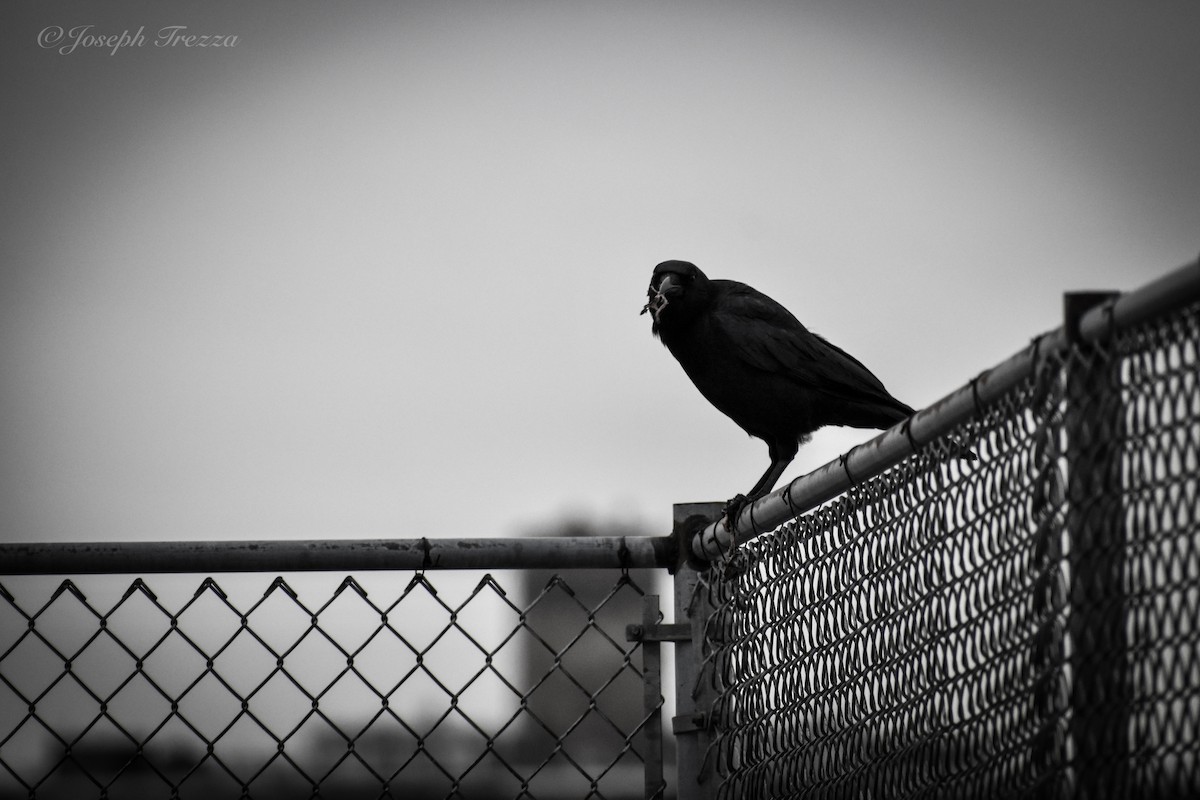 American Crow - ML646415751