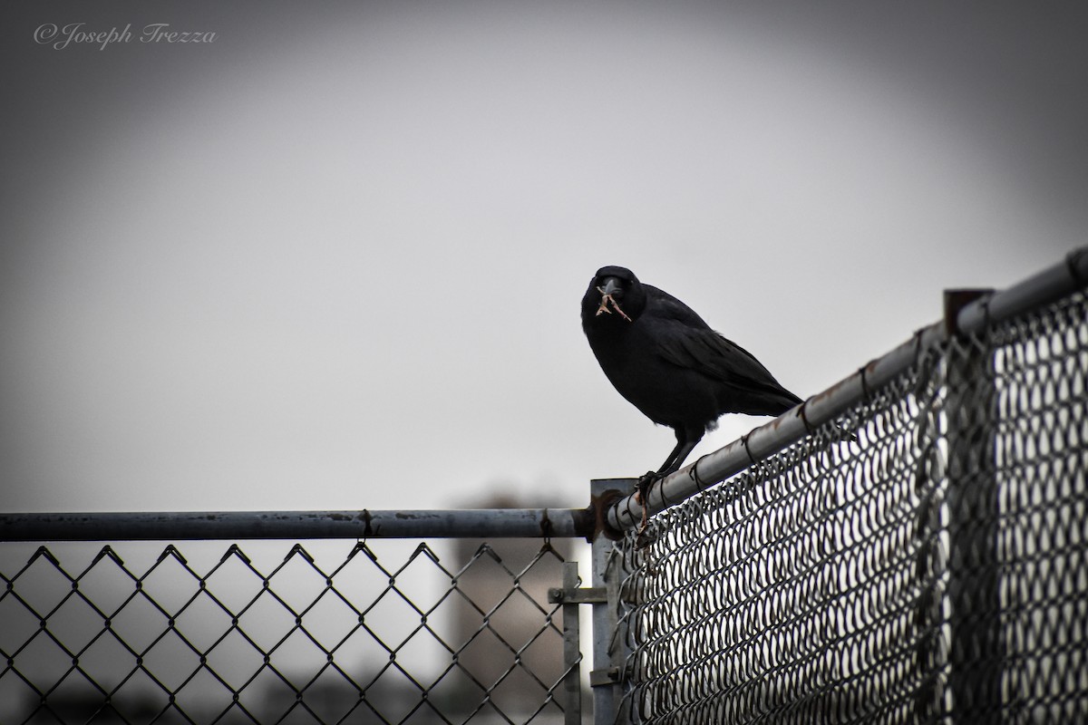 American Crow - ML646415752