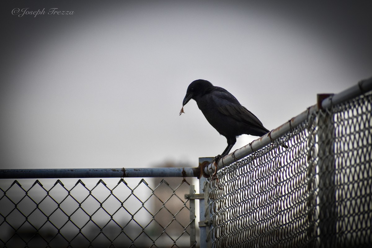 American Crow - ML646415753