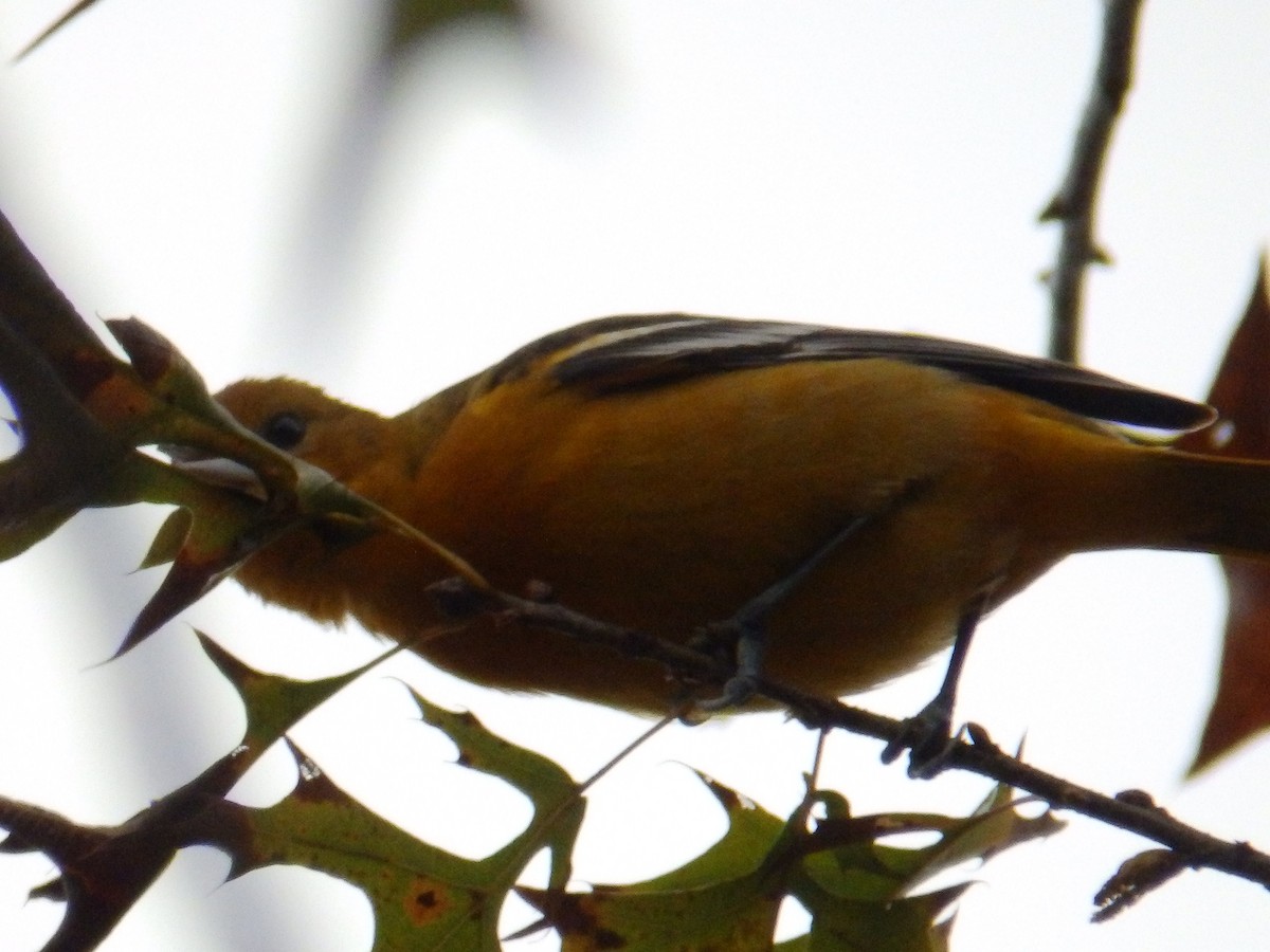 Baltimore Oriole - ML646415754