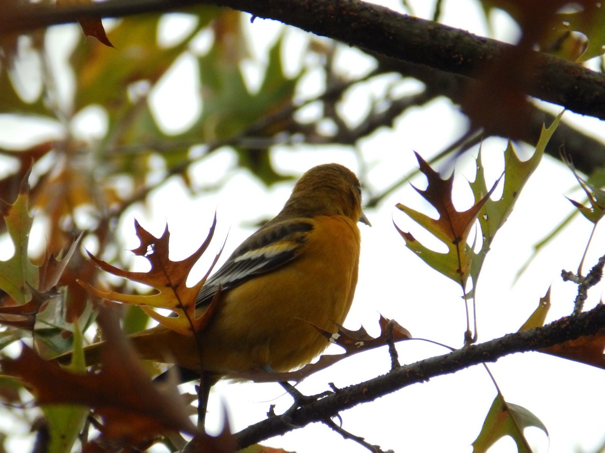 Baltimore Oriole - ML646415755