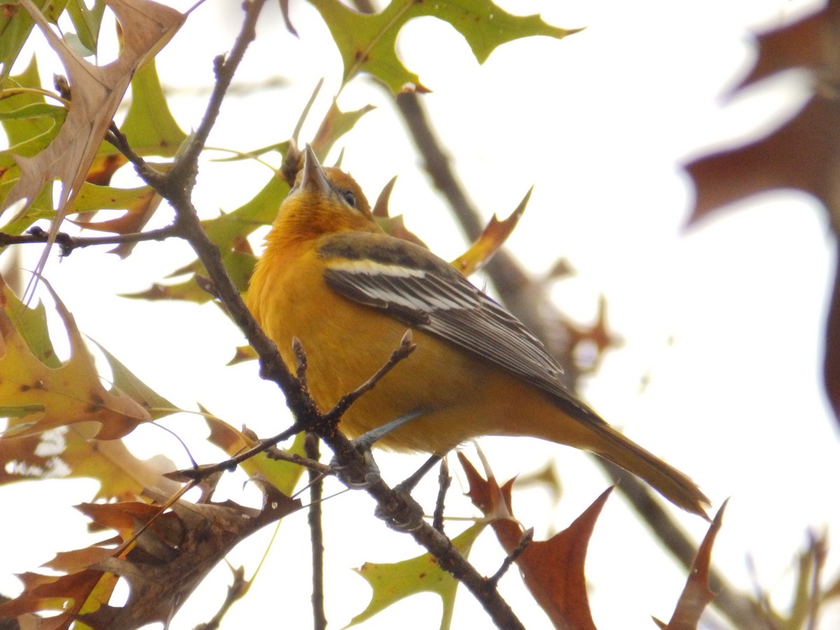 Baltimore Oriole - ML646415756