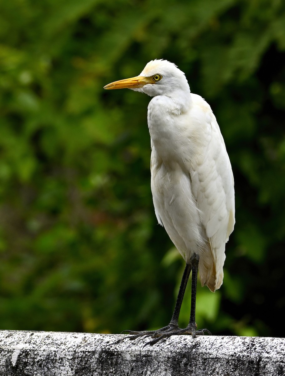 Eastern Cattle-Egret - ML646415757