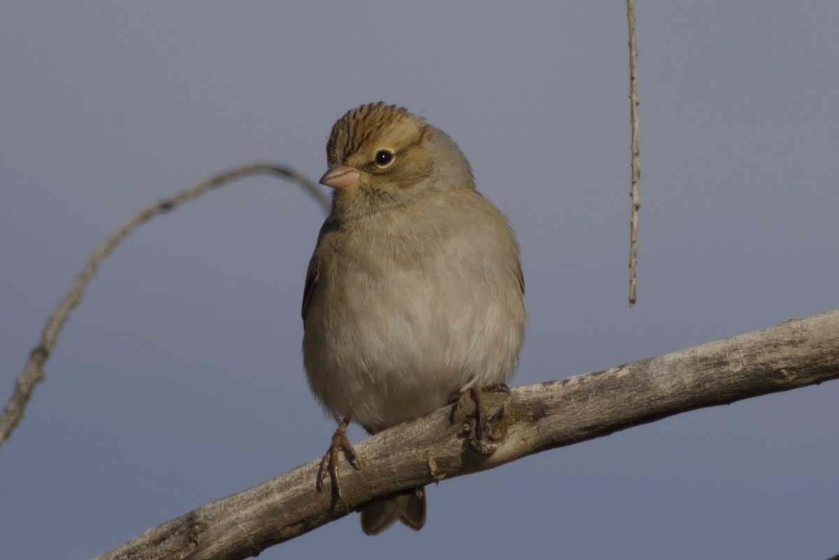 Chipping Sparrow - ML646415758