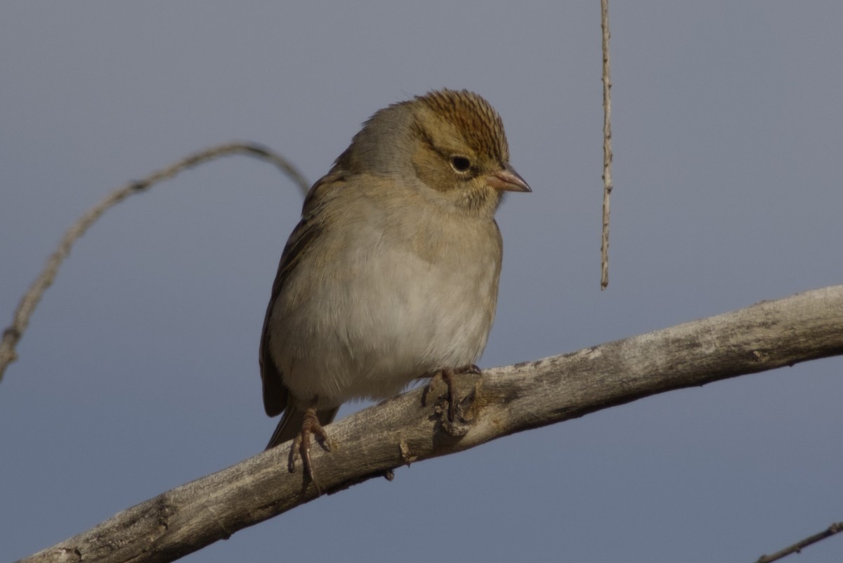Chipping Sparrow - ML646415760