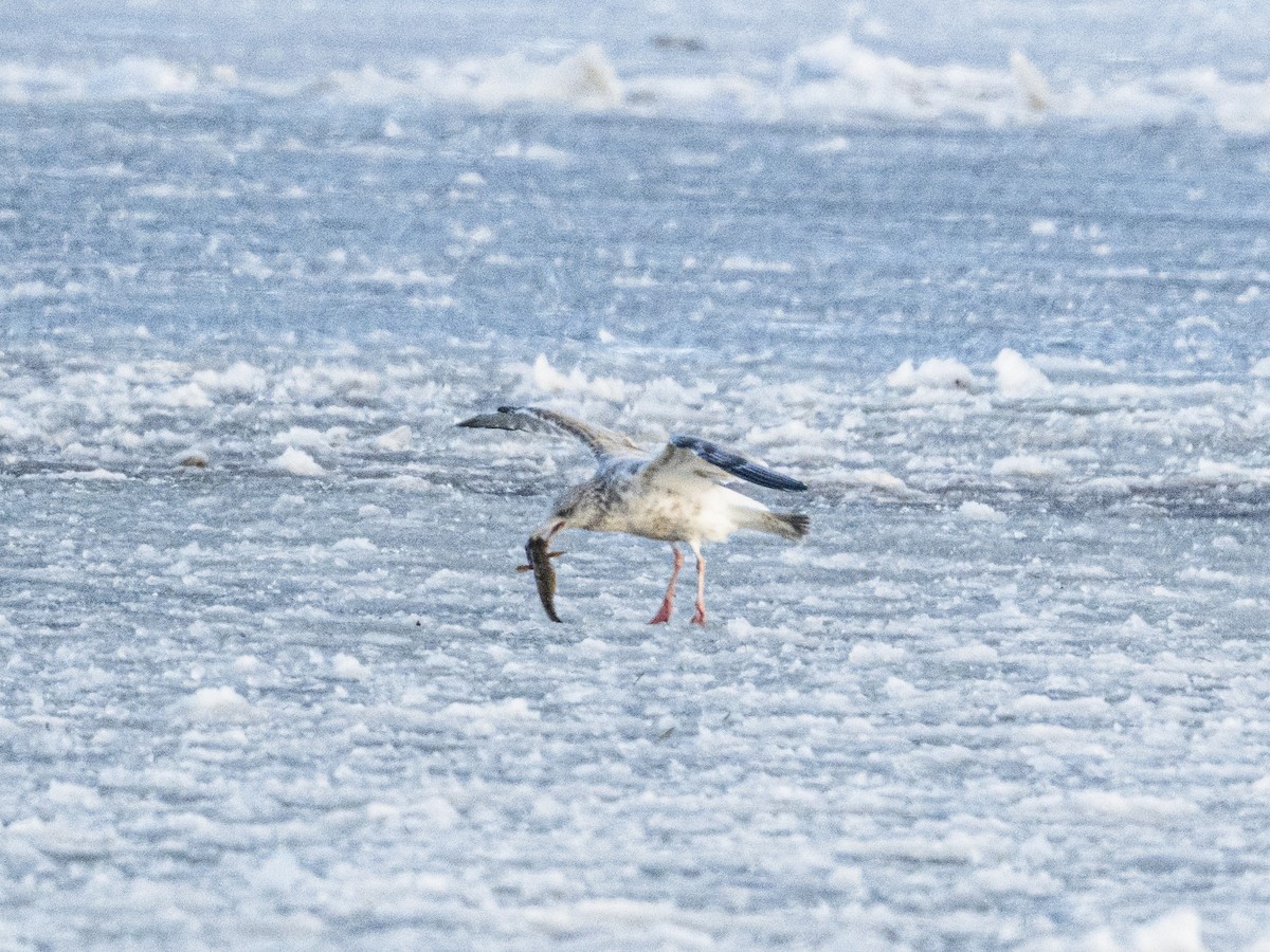 American Herring Gull - ML646415761