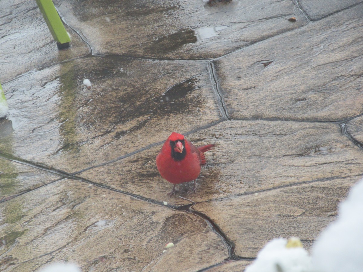 Northern Cardinal (Common) - ML646415763