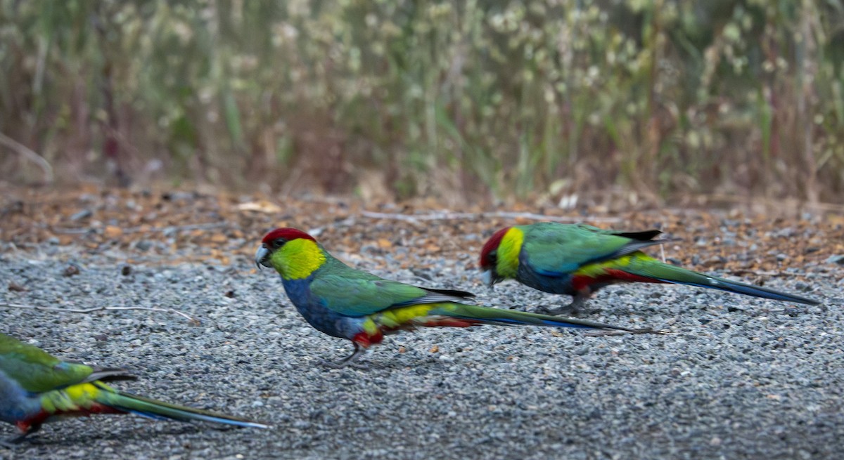 Red-capped Parrot - ML646415764