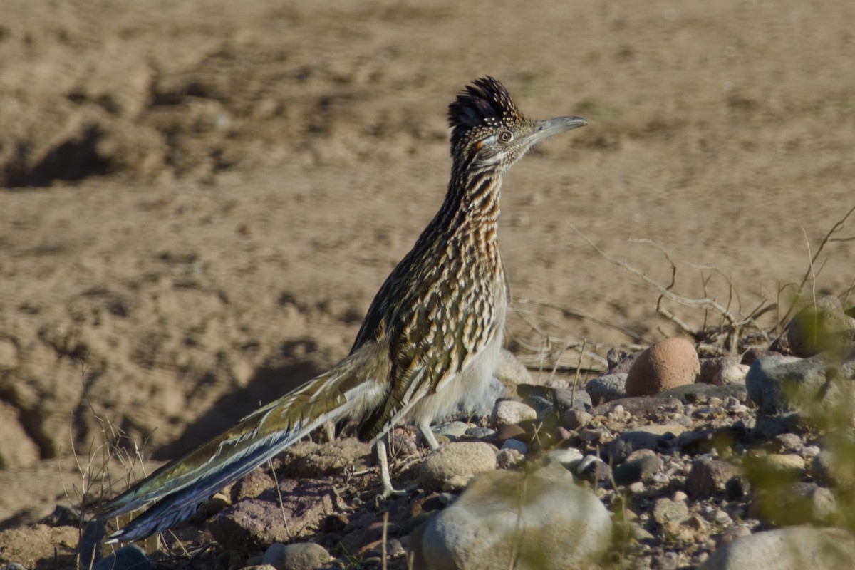 Greater Roadrunner - ML646415765
