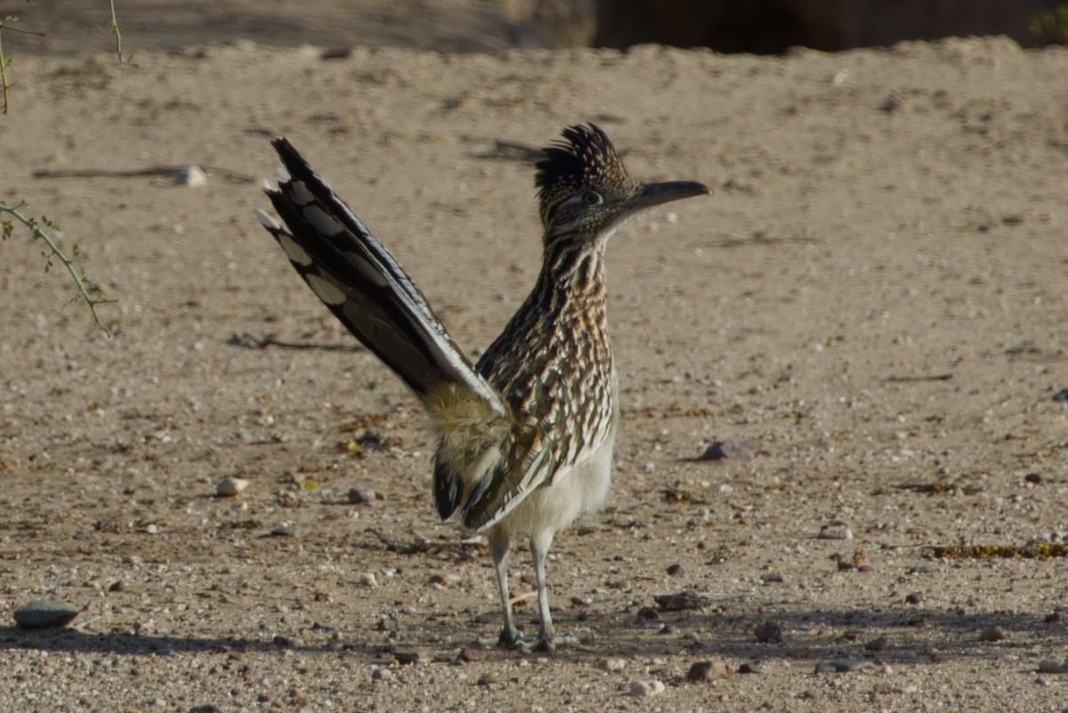 Greater Roadrunner - ML646415766