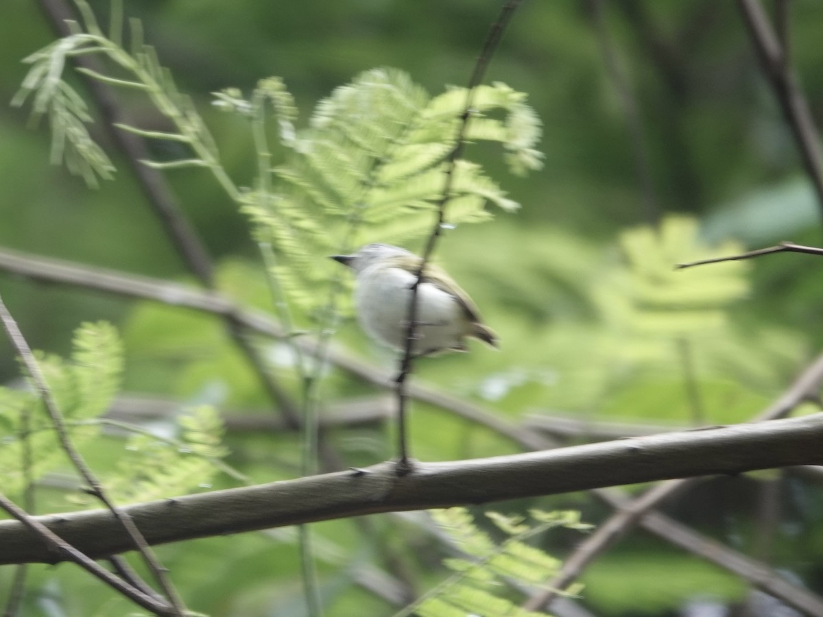 Short-tailed Pygmy-Tyrant - ML646415768
