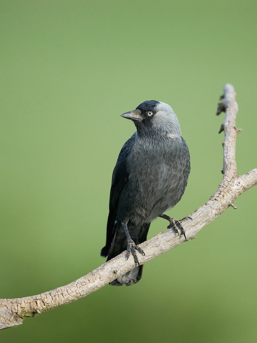 Eurasian Jackdaw - ML646415769