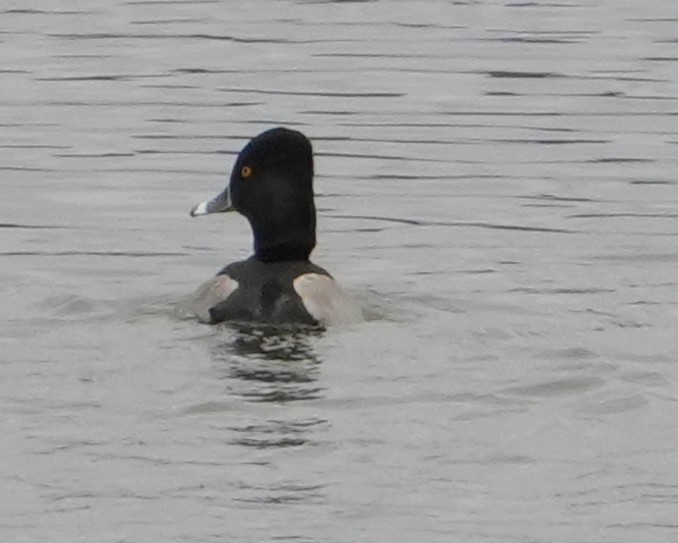 Ring-necked Duck - ML646415771