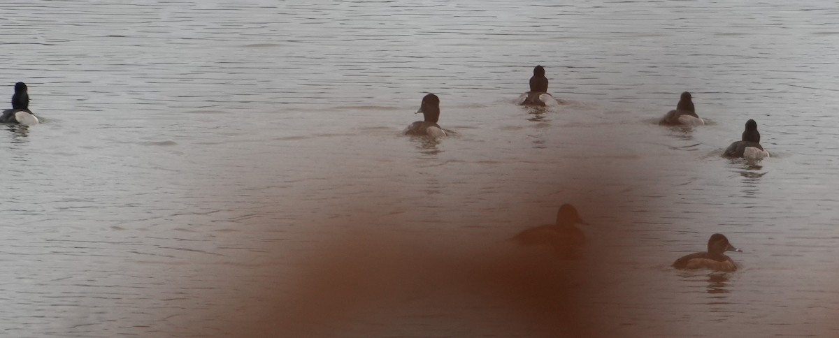 Ring-necked Duck - ML646415772