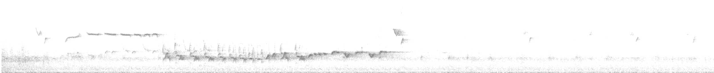 králíček americký - ML646415773