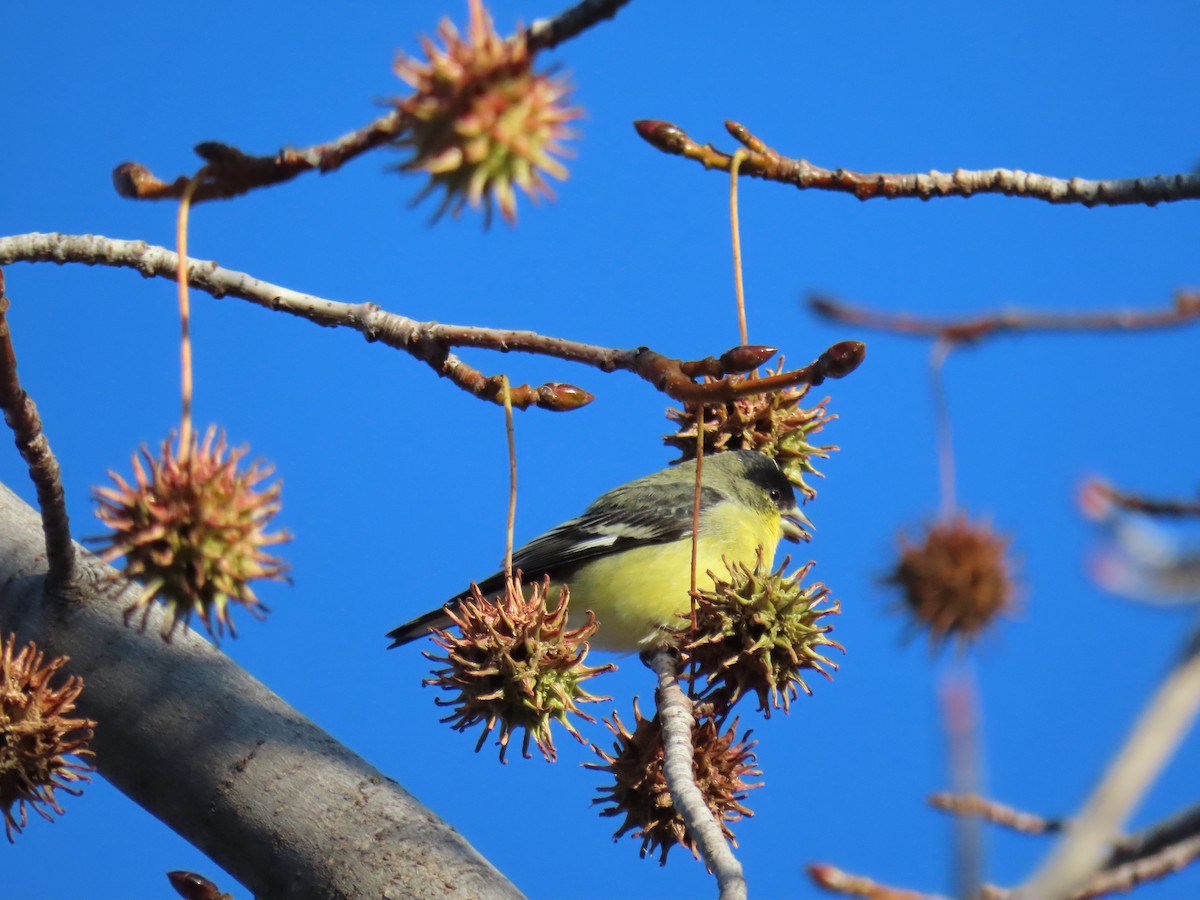 Lesser Goldfinch - ML646415774