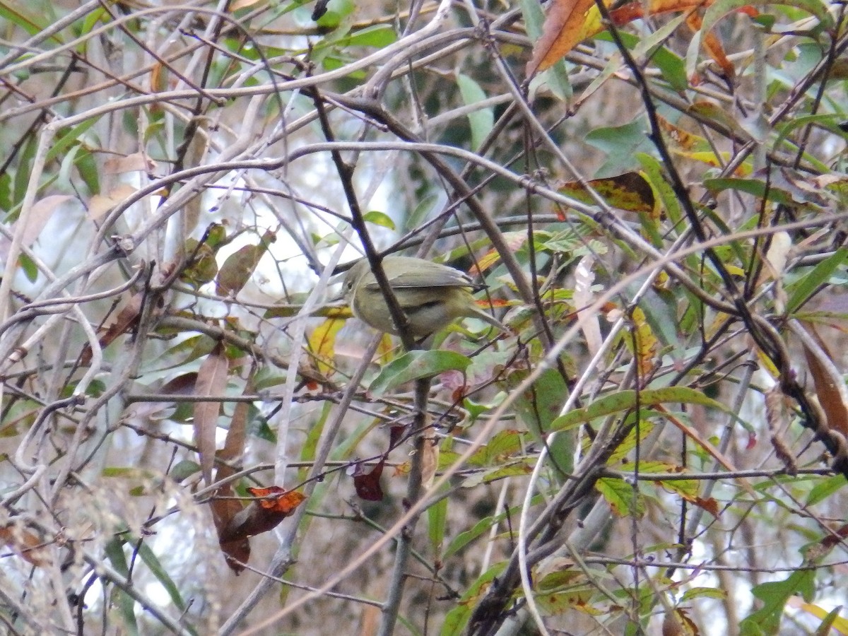 Orange-crowned Warbler - ML646415776