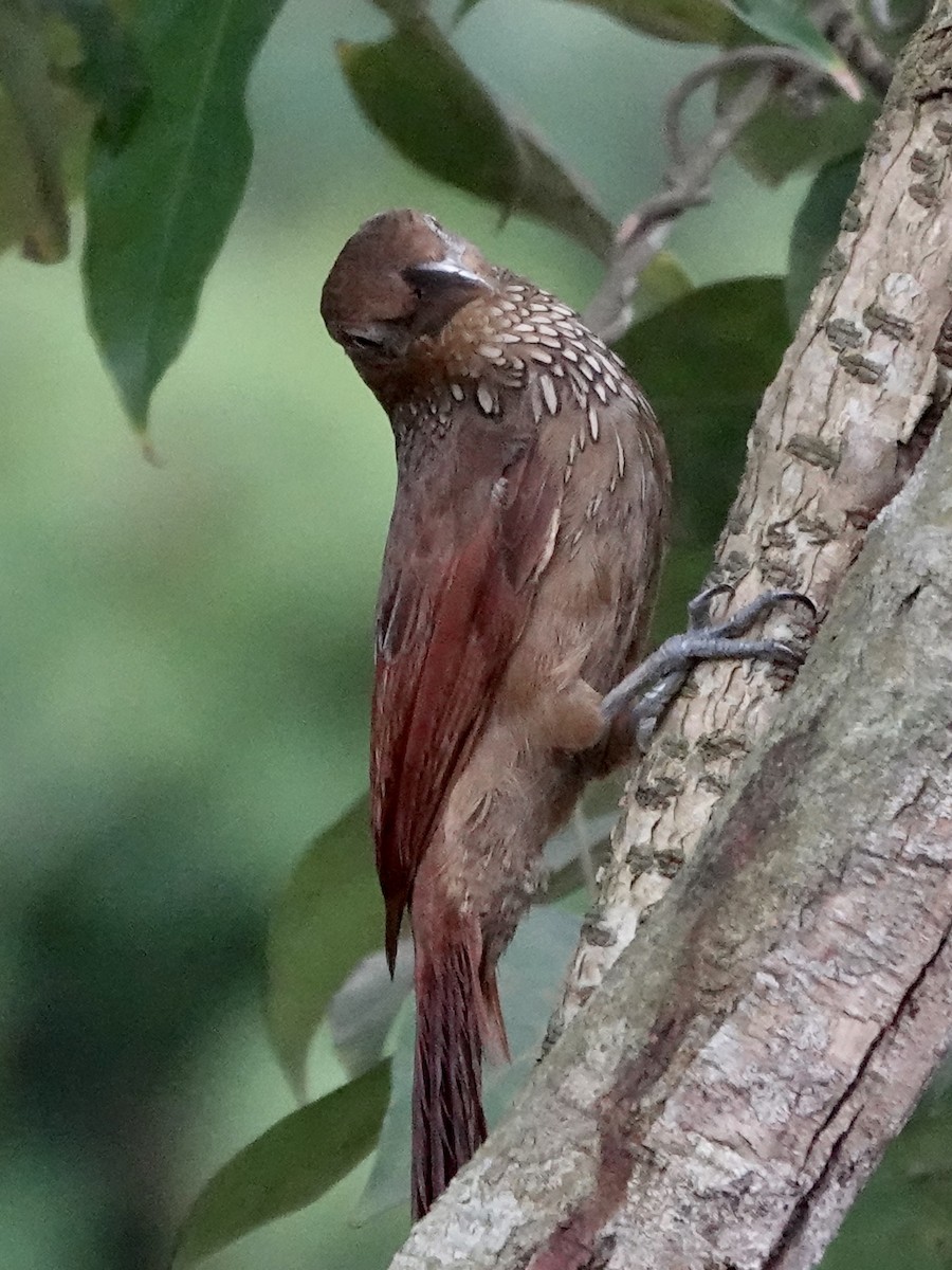 Cinnamon-throated Woodcreeper (paraensis/moniliger) - ML646415778