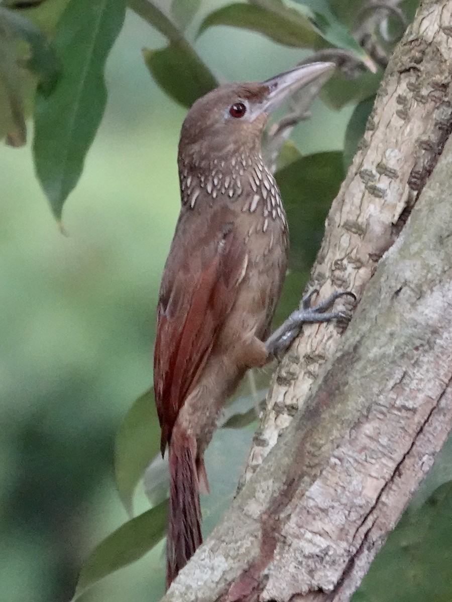 Cinnamon-throated Woodcreeper (paraensis/moniliger) - ML646415779