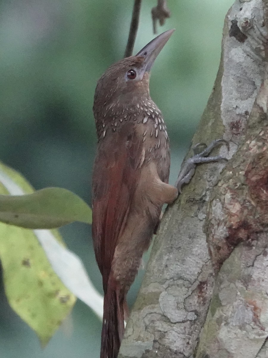 Cinnamon-throated Woodcreeper (paraensis/moniliger) - ML646415780