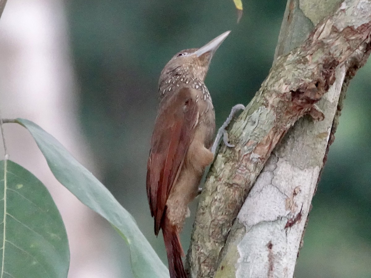 Cinnamon-throated Woodcreeper (paraensis/moniliger) - ML646415781