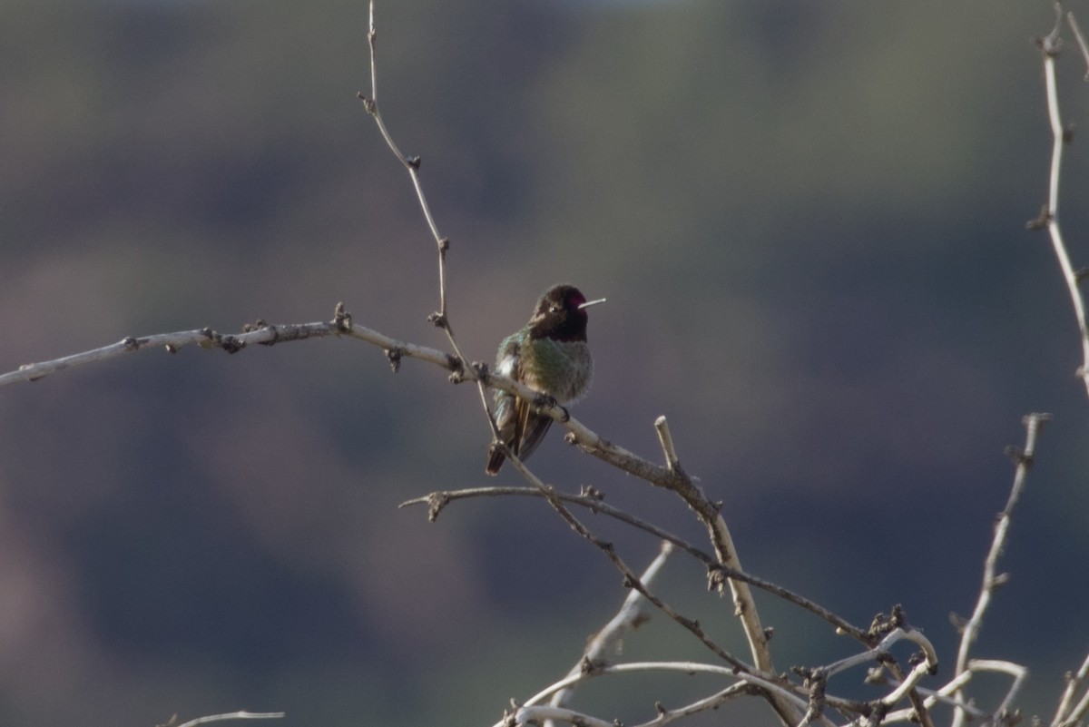 Anna's Hummingbird - ML646415783