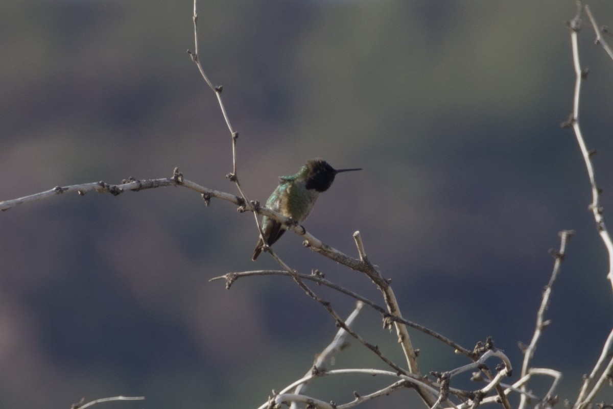 Anna's Hummingbird - ML646415784