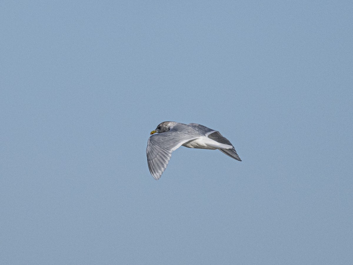 Iceland Gull - ML646415785
