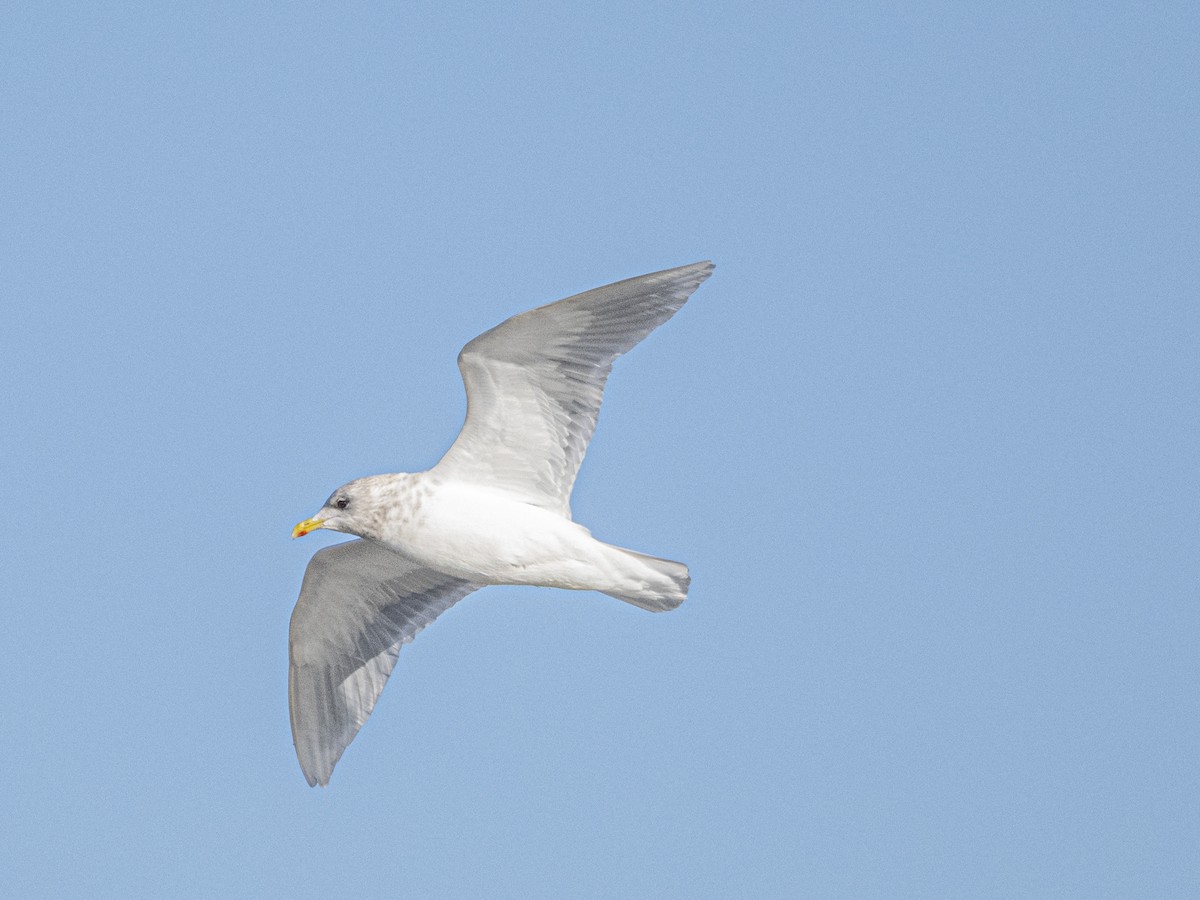 Iceland Gull - ML646415786