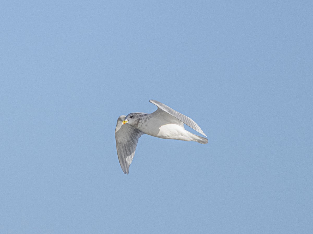 Iceland Gull - ML646415787