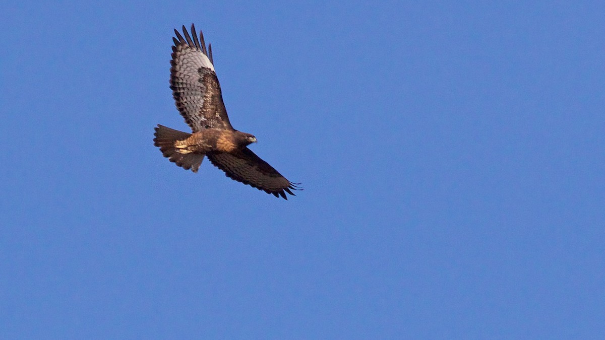 Red-tailed Hawk - ML646415788