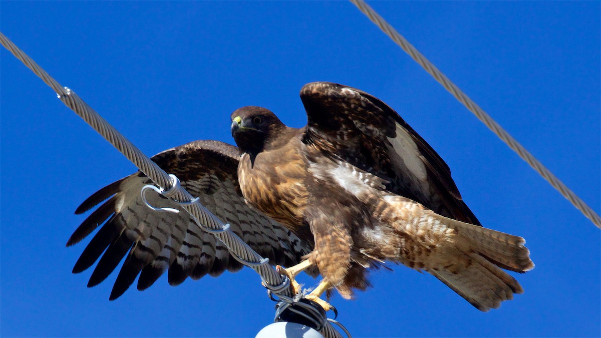 Red-tailed Hawk - ML646415789