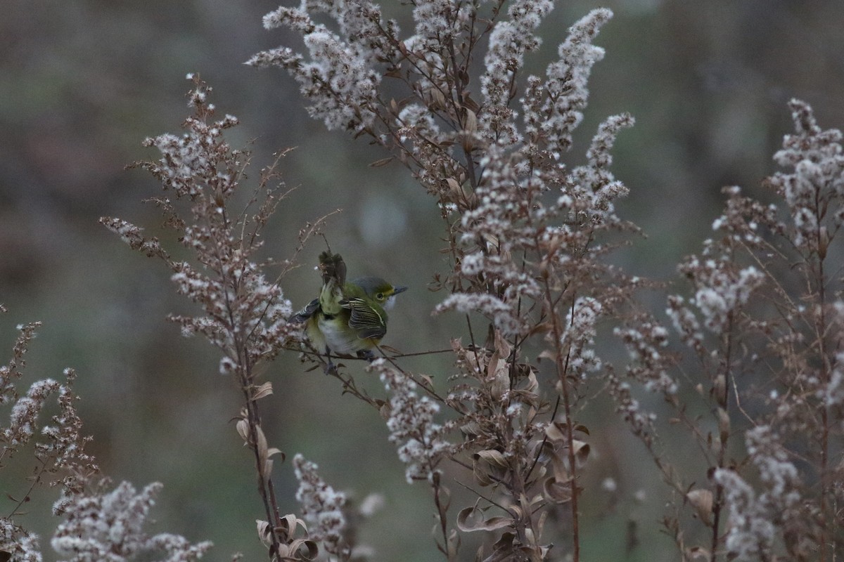 White-eyed Vireo - ML646415791