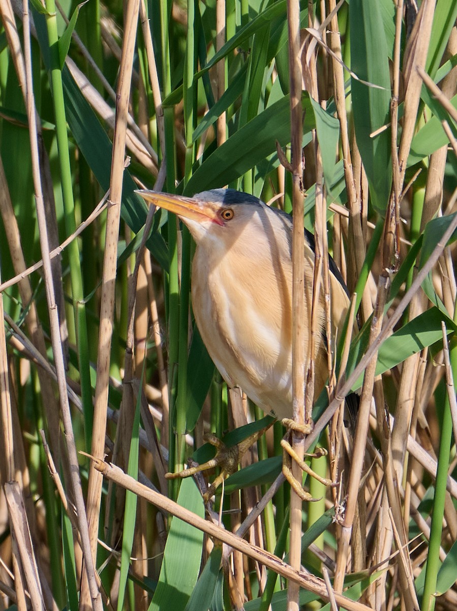 Little Bittern - ML646415792