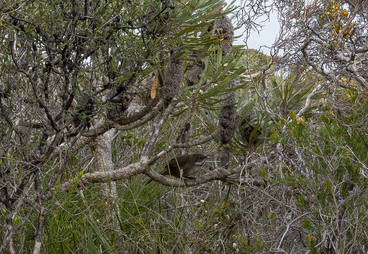 Noisy Scrub-bird - ML646415794