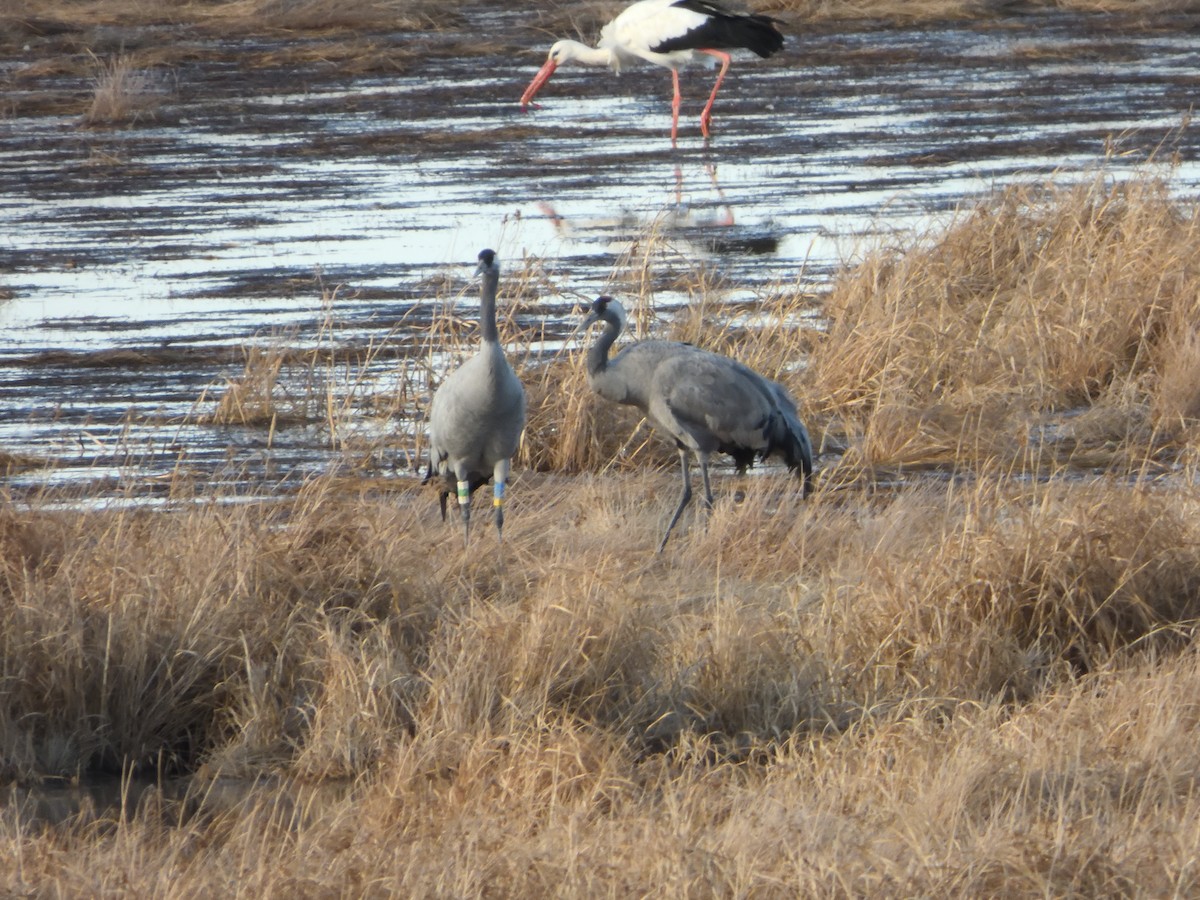 Common Crane - ML646415800