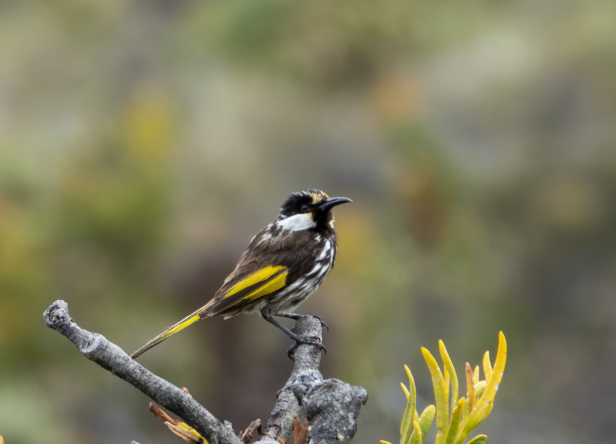 White-cheeked Honeyeater - ML646415801