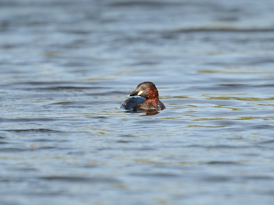 Little Grebe - ML646415804