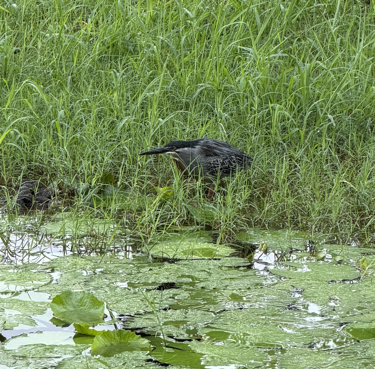 Tropikal Yeşil Balıkçıl - ML646415807