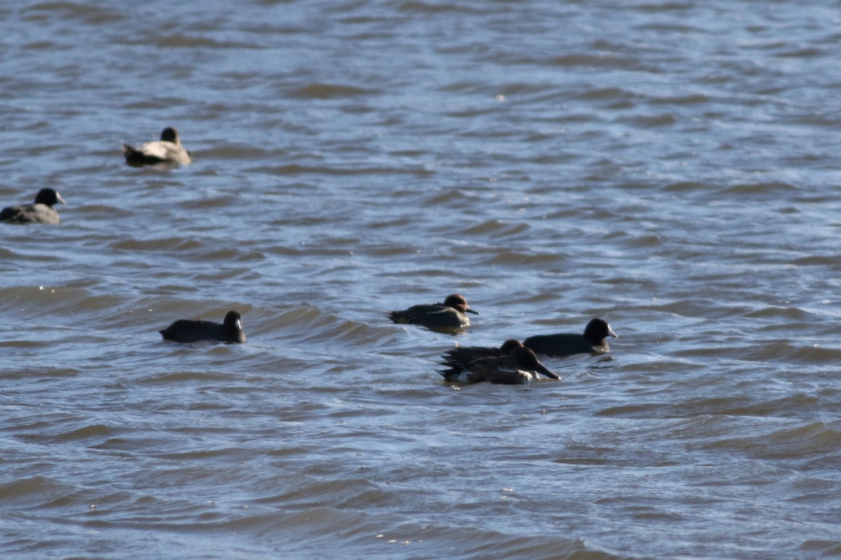 Green-winged Teal (Eurasian) - ML646415812