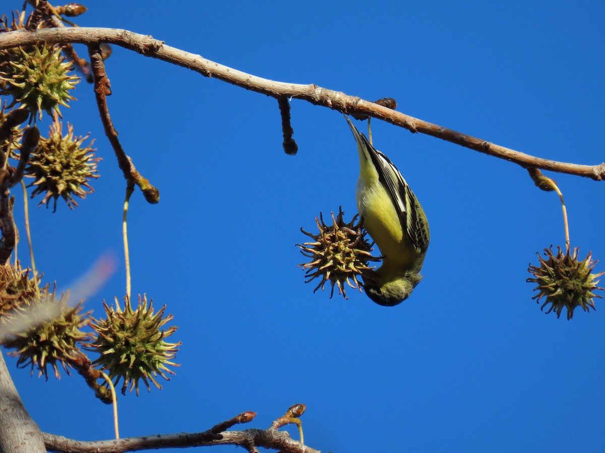 Lesser Goldfinch - ML646415813