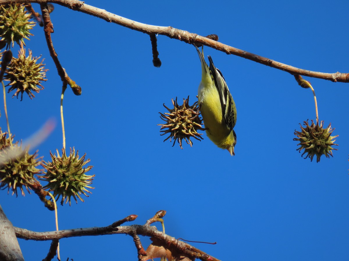 Lesser Goldfinch - ML646415816