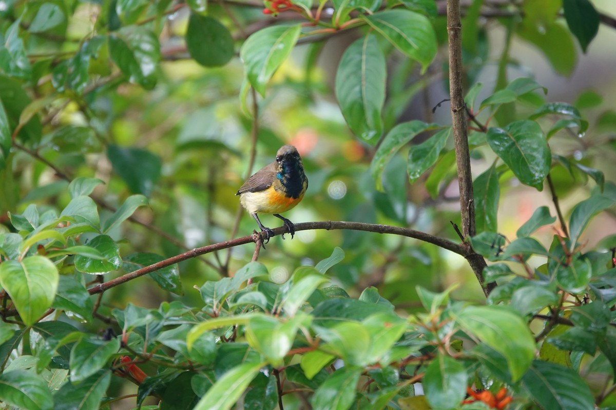 Palawan Sunbird - ML646415817