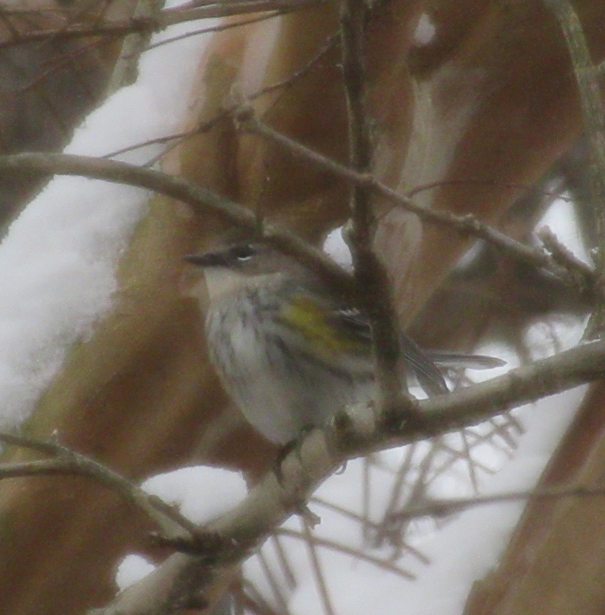 Yellow-rumped Warbler - ML646415818