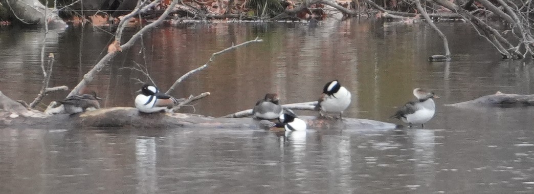 Hooded Merganser - ML646415819