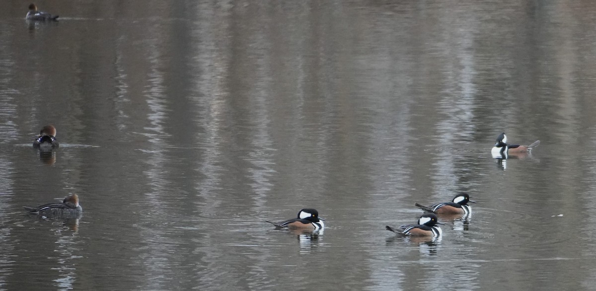 Hooded Merganser - ML646415820