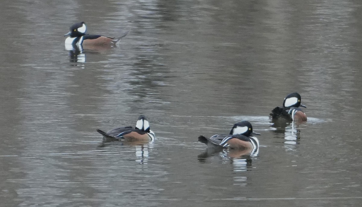 Hooded Merganser - ML646415821