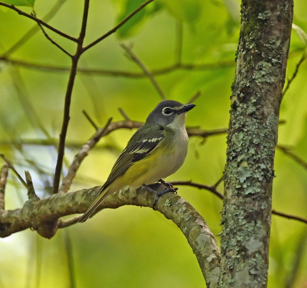 Blue-headed Vireo - ML646415825