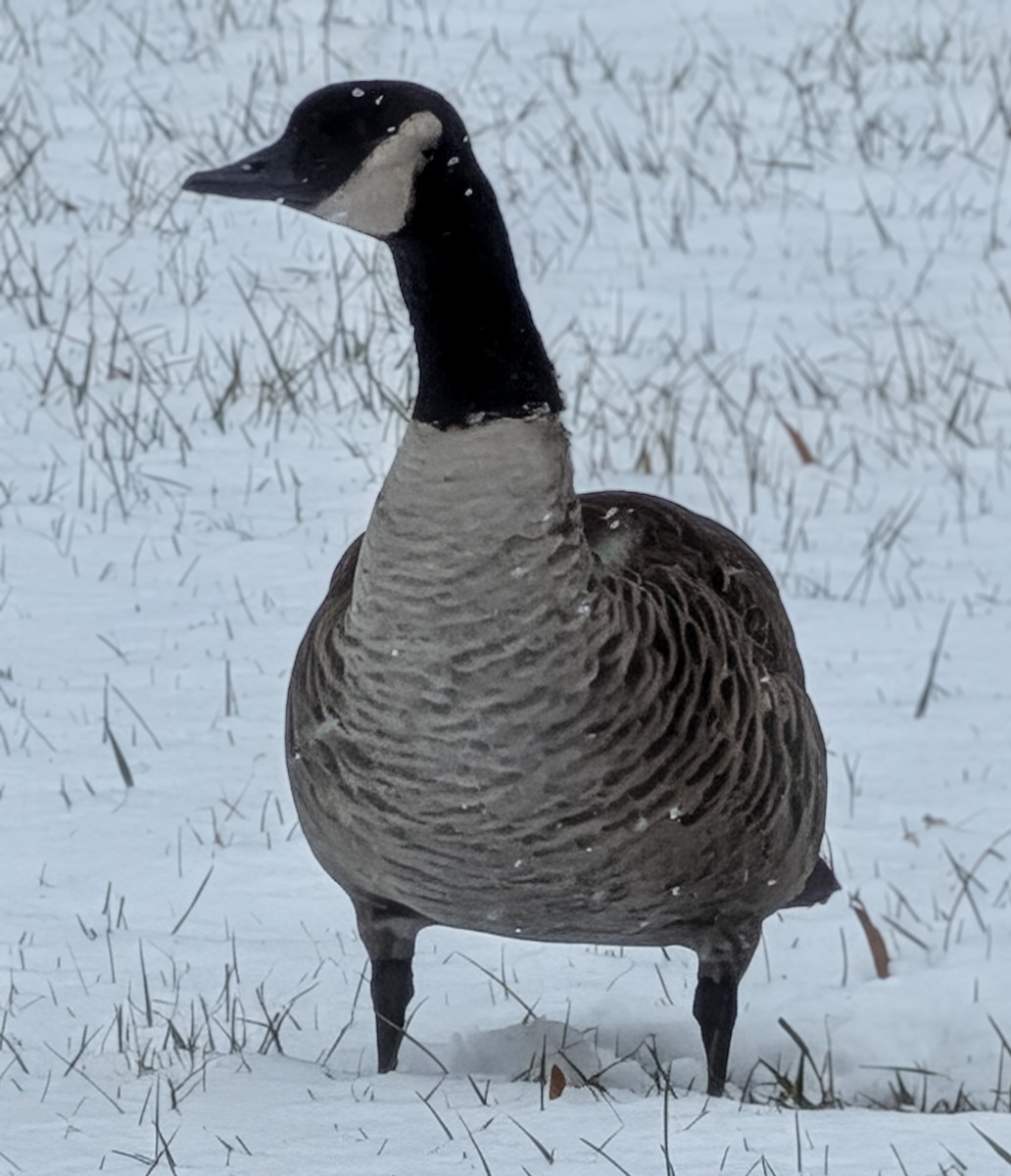 Canada Goose - ML646415826