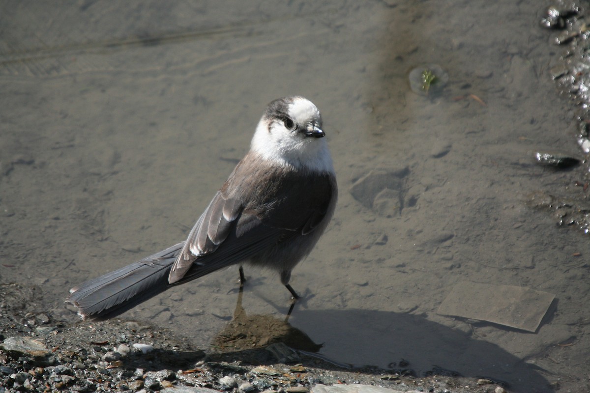 Canada Jay - ML646415827